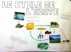 Le cycle de l'azote
