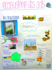 Écosystème des sols