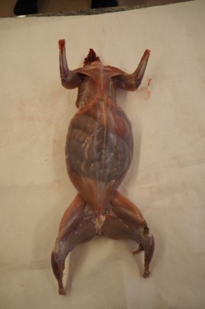lapin1.jpg