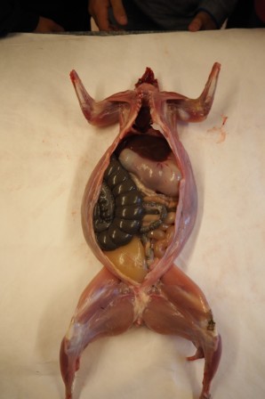 lapin2.jpg