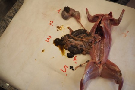 lapin3.jpg