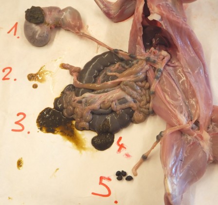 Étapes du système digestif du lapin